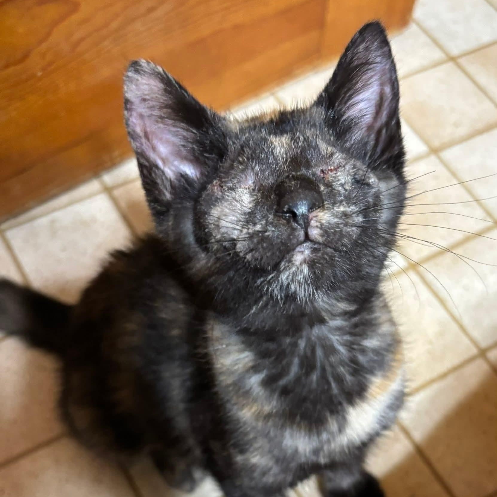 Willow