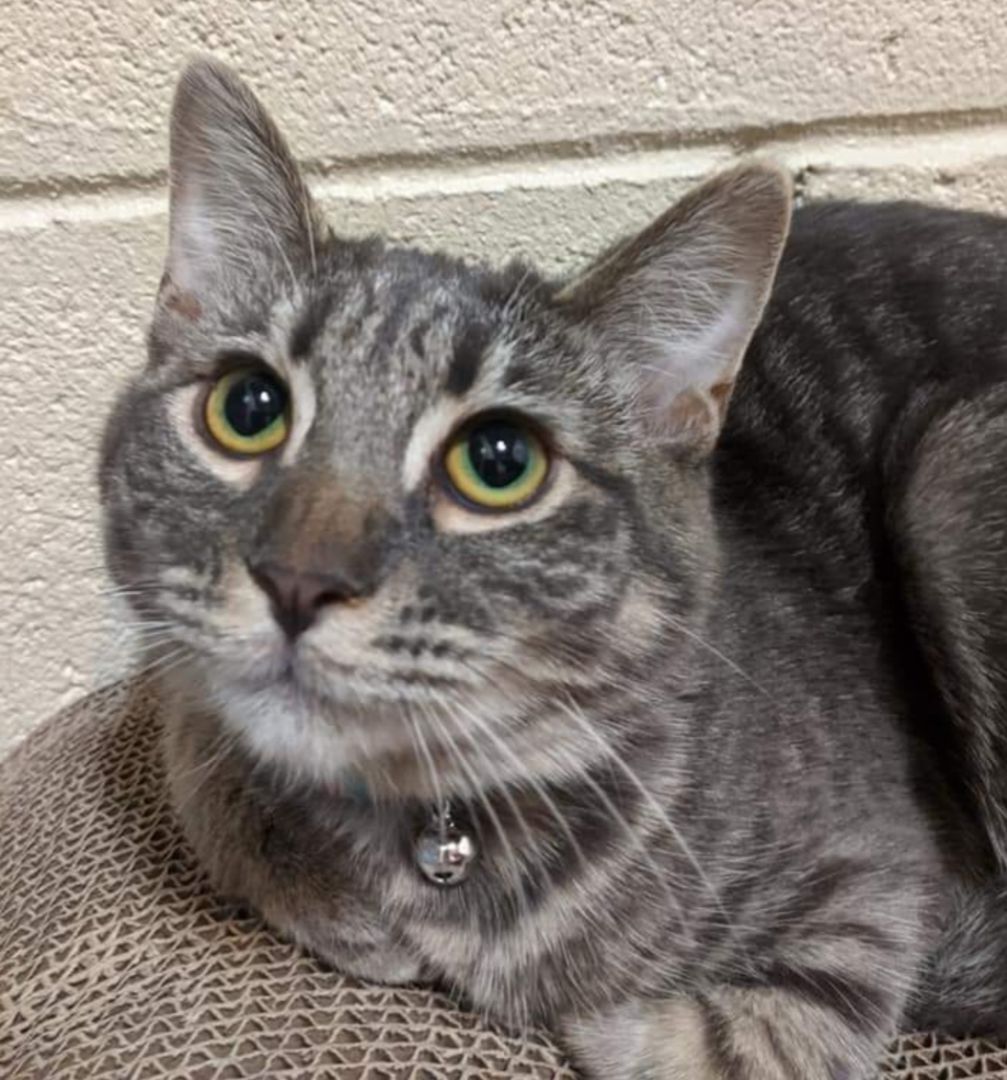 Enlarge Kit, a Adoptable Domestic Short Hair in Irwin, PA image 1/2