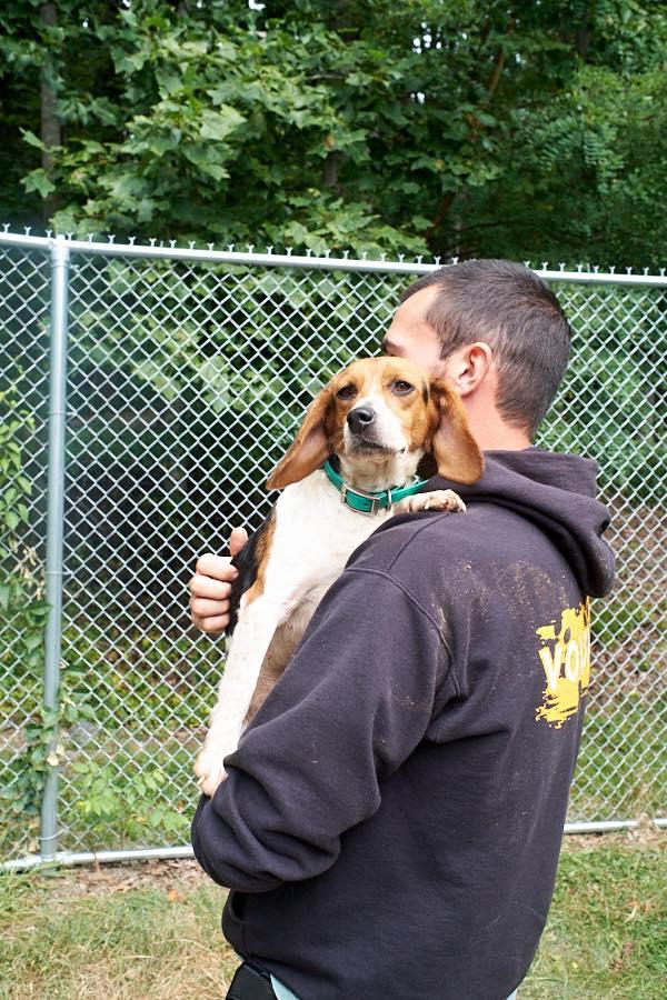 Bella and Daisy, Adopted, Adult Female Beagle.