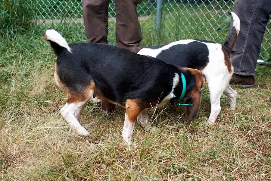 Enlarge Bella and Daisy, a Adopted Beagle in Floyd, VA image 4/4