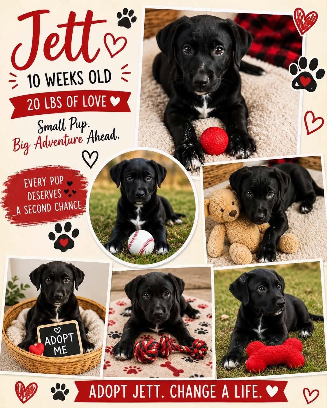 Enlarge Jett, a Adopted mixed breed in Marlton, NJ image 1/1