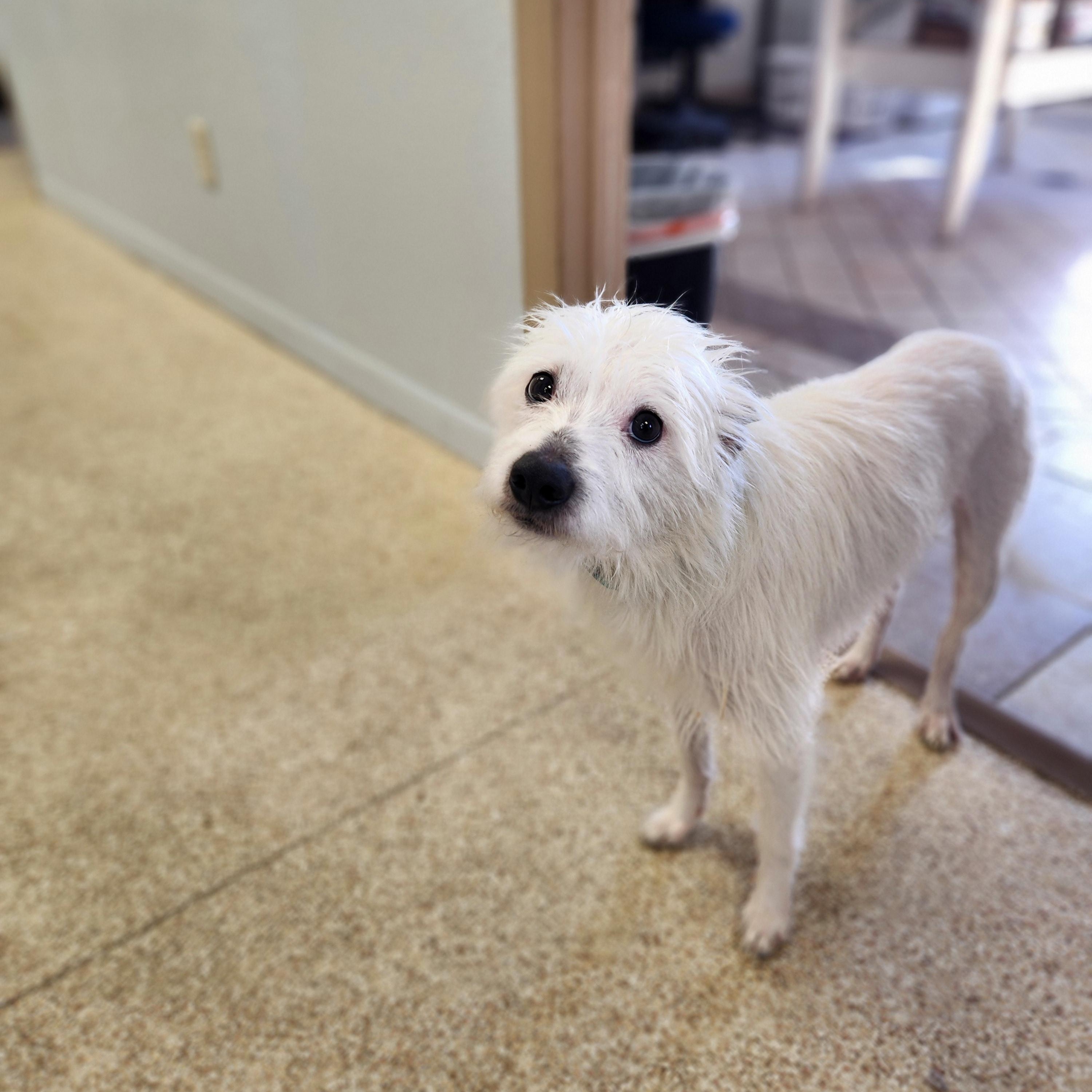 Enlarge Snoop, an adoptable mixed breed in Waupun, WI image 2/4