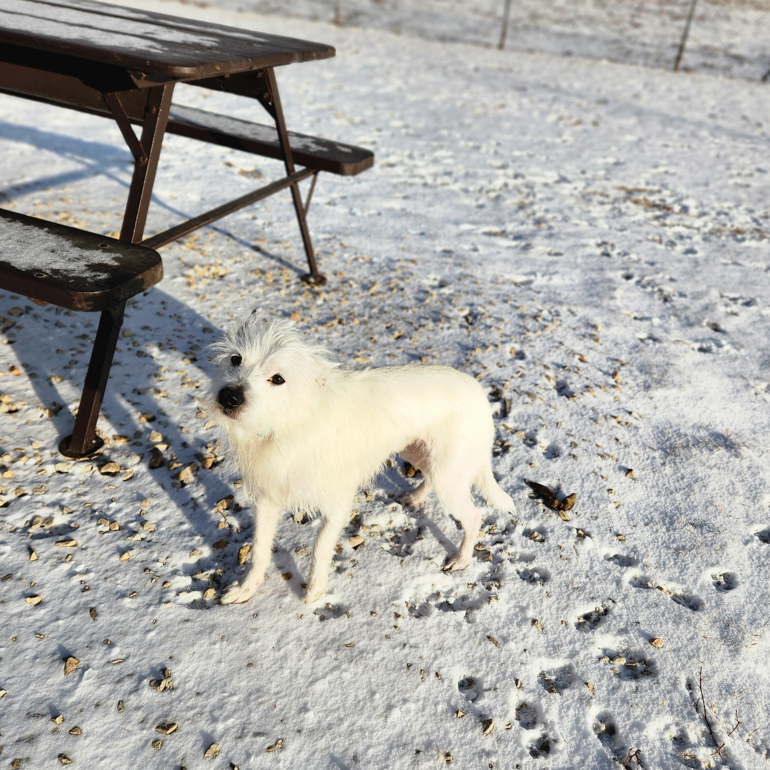 Enlarge Snoop, an adoptable mixed breed in Waupun, WI image 3/4