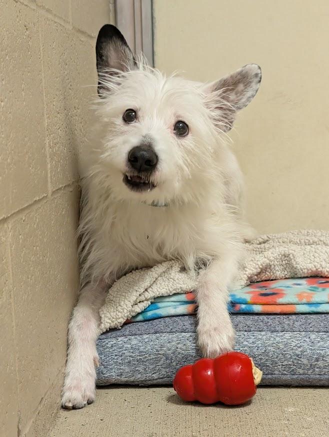 Enlarge Snoop, an adoptable mixed breed in Waupun, WI image 4/4