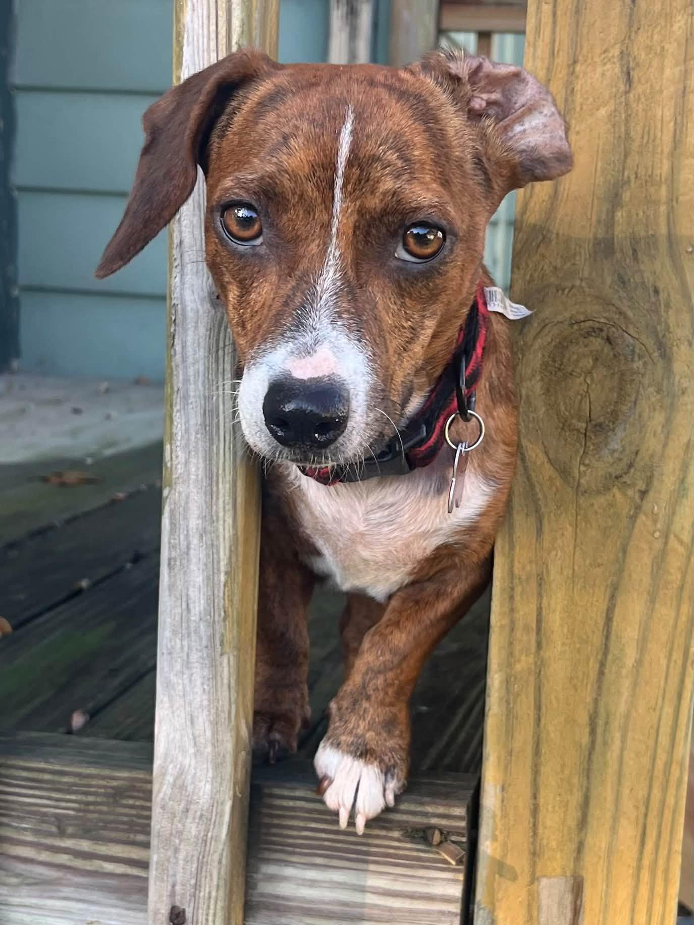 Enlarge Candy, a Adoptable mixed breed in Blackwood, NJ image 1/3