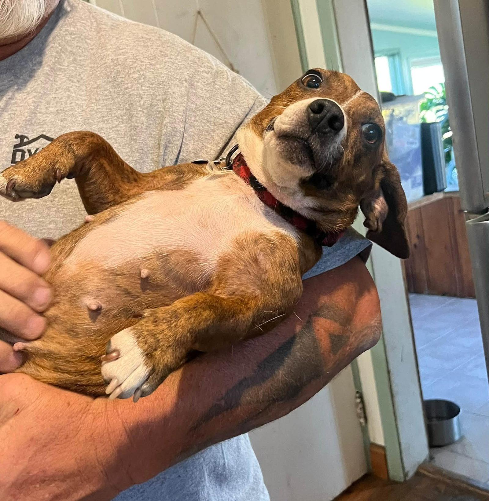 Enlarge Candy, a Adoptable mixed breed in Blackwood, NJ image 2/3
