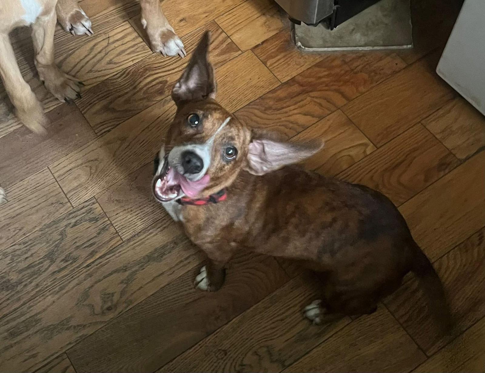 Enlarge Candy, a Adoptable mixed breed in Blackwood, NJ image 3/3