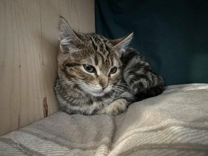 Princess Mononoke, Adoptable, Kitten Female Domestic Short Hair & Domestic Short Hair.