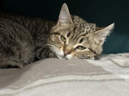 Enlarge Princess Mononoke, a Adoptable mixed breed in Pleasanton, CA image 2/3