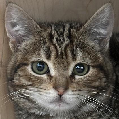 Enlarge Princess Mononoke, a Adoptable mixed breed in Pleasanton, CA image 3/3