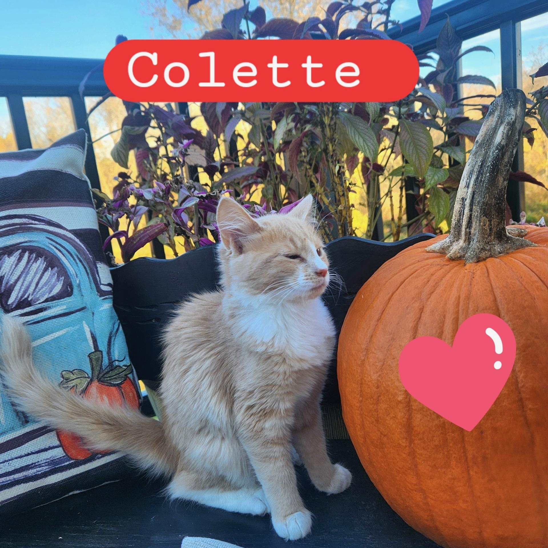 Colette, adopted, Kitten Female Domestic Short Hair.