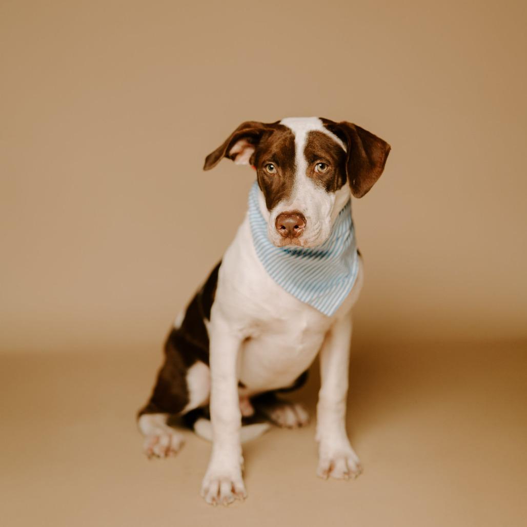Enlarge Grayson, a Adoptable Labrador Retriever image 1/1