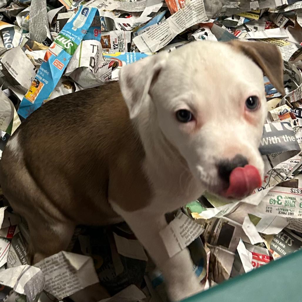 Choo Choo Cherry, Adoptable, Puppy Female Mixed Breed.