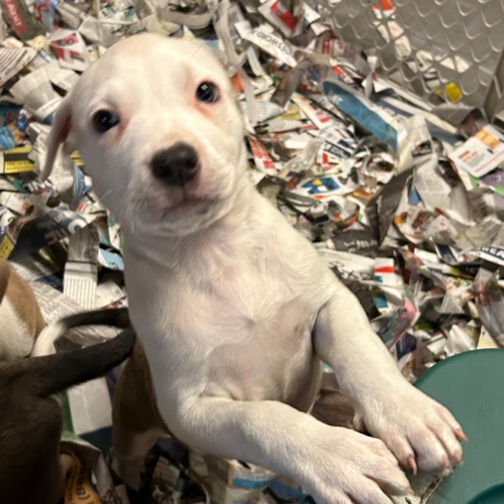 Enlarge Choo Choo Cherry, a Adoptable Mixed Breed in DeKalb, IL image 2/3
