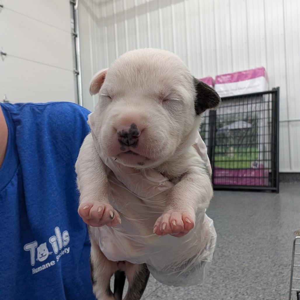 Enlarge Choo Choo Cherry, a Adoptable Mixed Breed in DeKalb, IL image 3/3