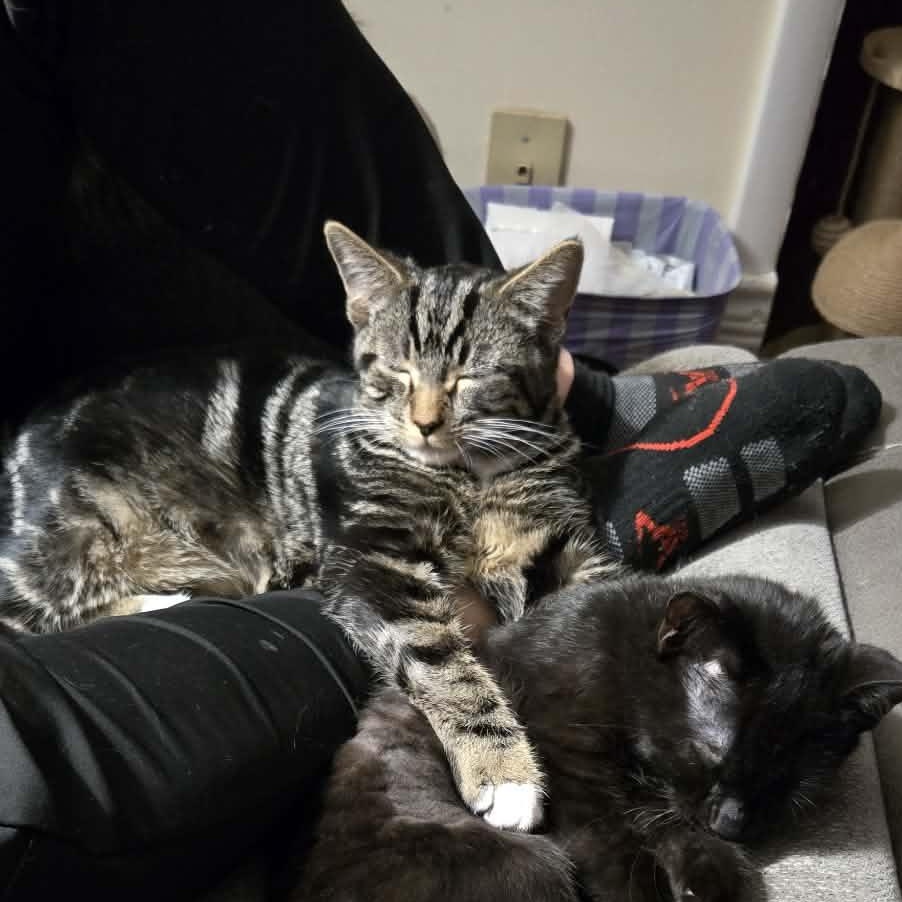 Enlarge Cary Grant, an adopted Domestic Short Hair in Fulton, NY image 3/5