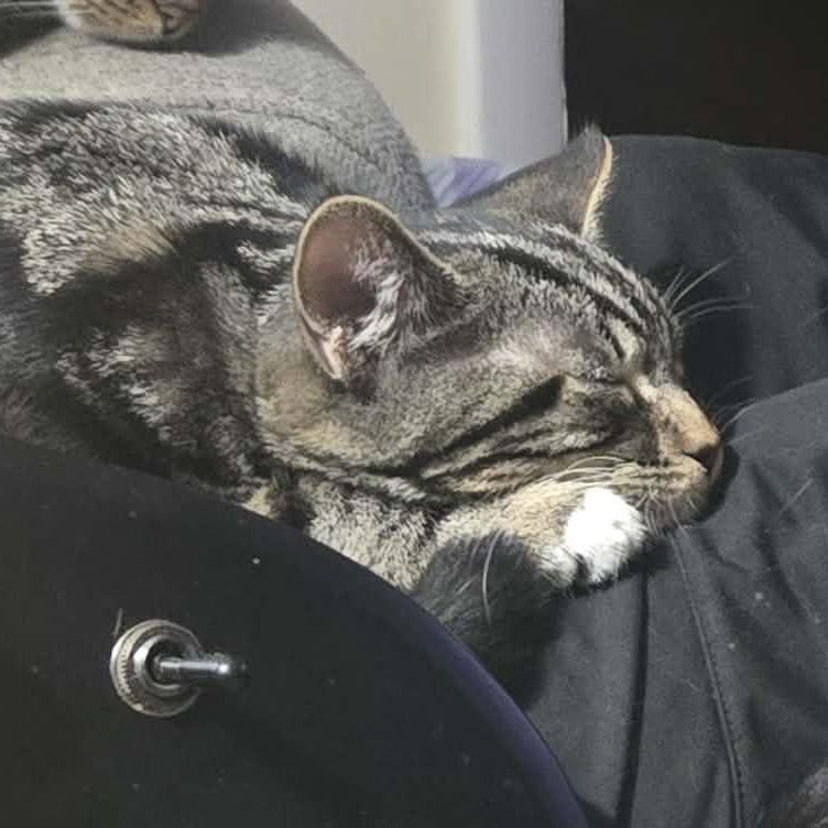 Enlarge Cary Grant, an adopted Domestic Short Hair in Fulton, NY image 5/5