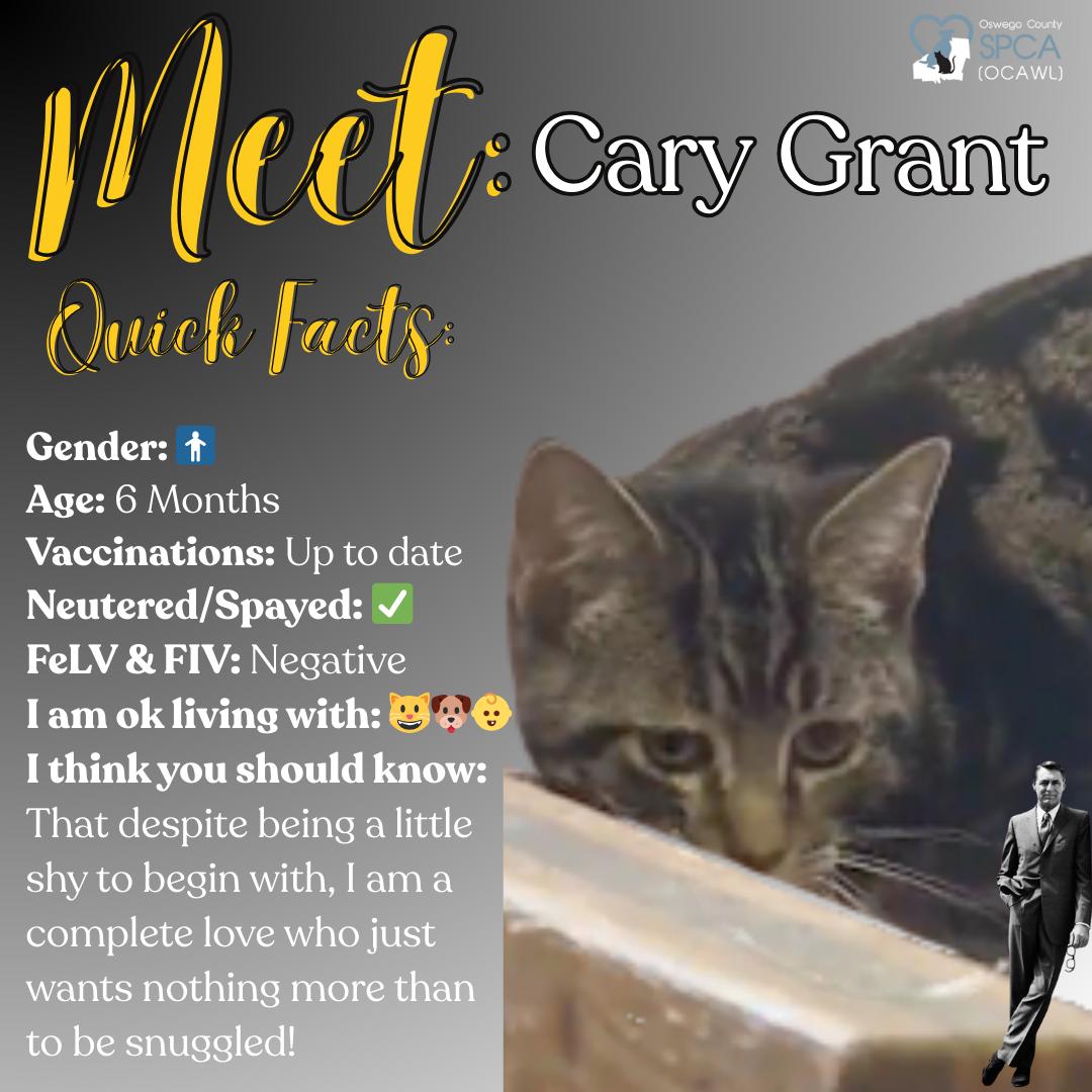 Enlarge Cary Grant, an adopted Domestic Short Hair in Fulton, NY image 1/5