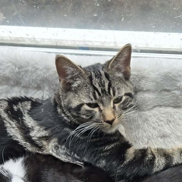 Enlarge Cary Grant, an adopted Domestic Short Hair in Fulton, NY image 2/5