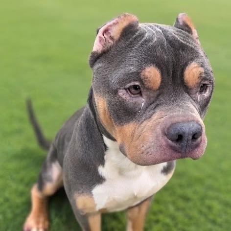 Enlarge Oscar, a Adoptable Pit Bull Terrier in York, PA image 2/6