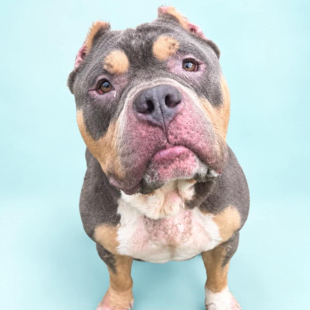 Oscar, Adoptable, Adult Male Pit Bull Terrier.