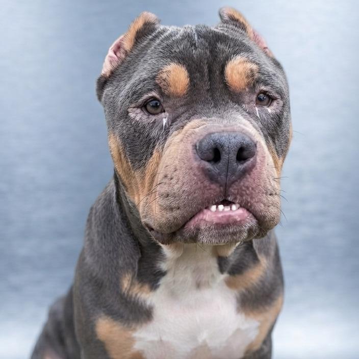 Enlarge Oscar, a Adoptable Pit Bull Terrier in York, PA image 3/6