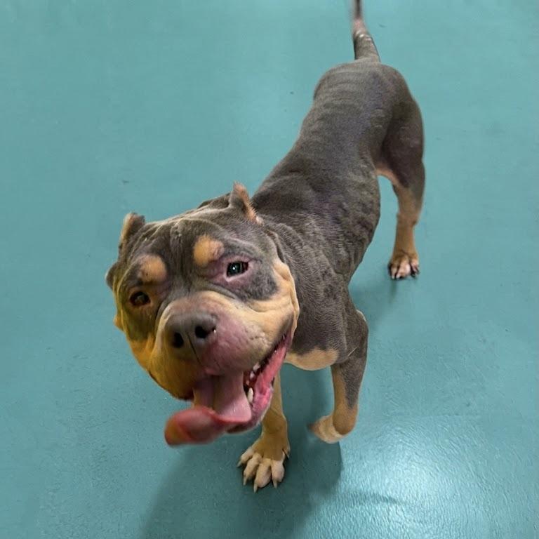 Enlarge Oscar, a Adoptable Pit Bull Terrier in York, PA image 5/6