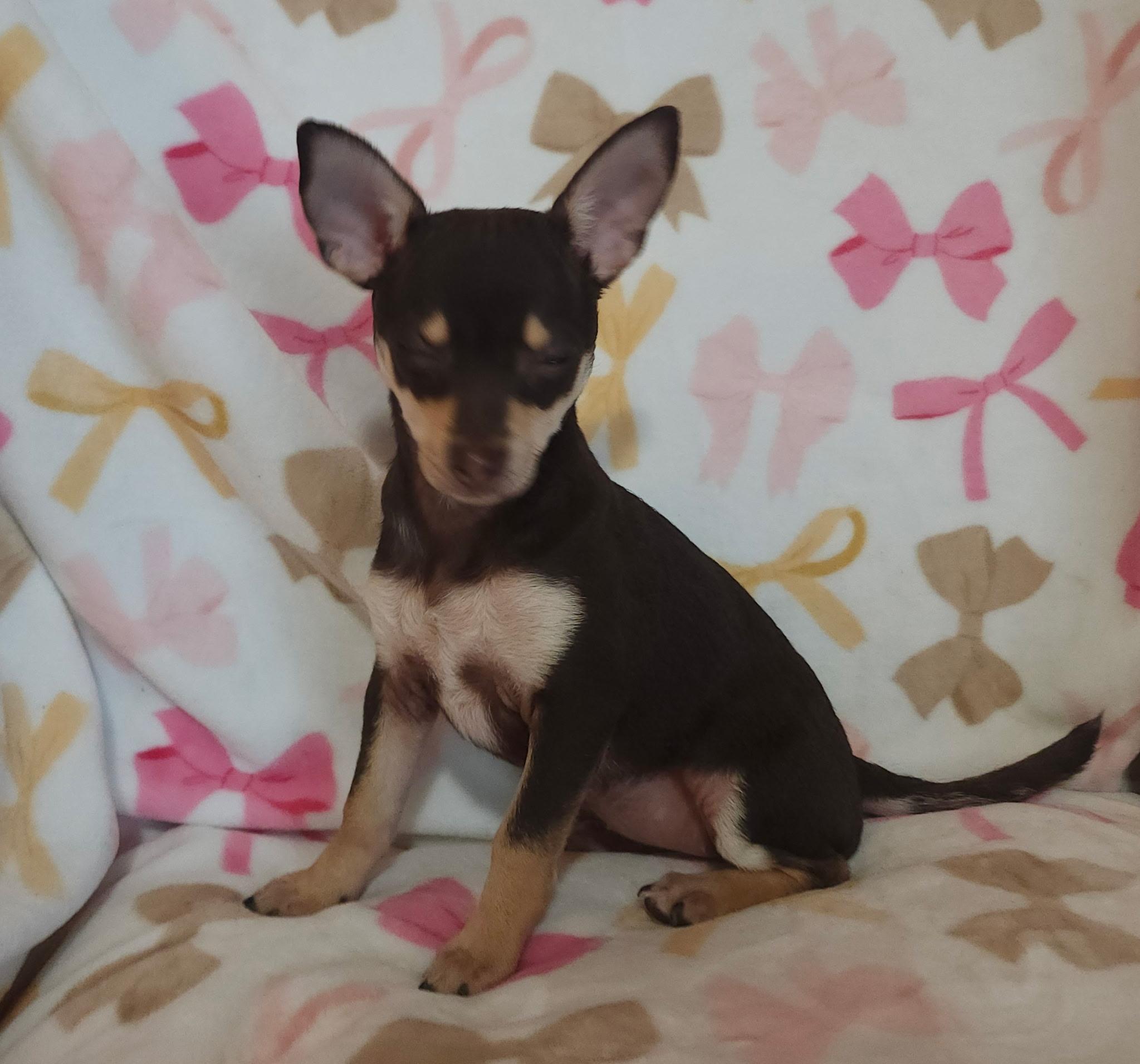 Savoy, adopted, Puppy Male Rat Terrier.