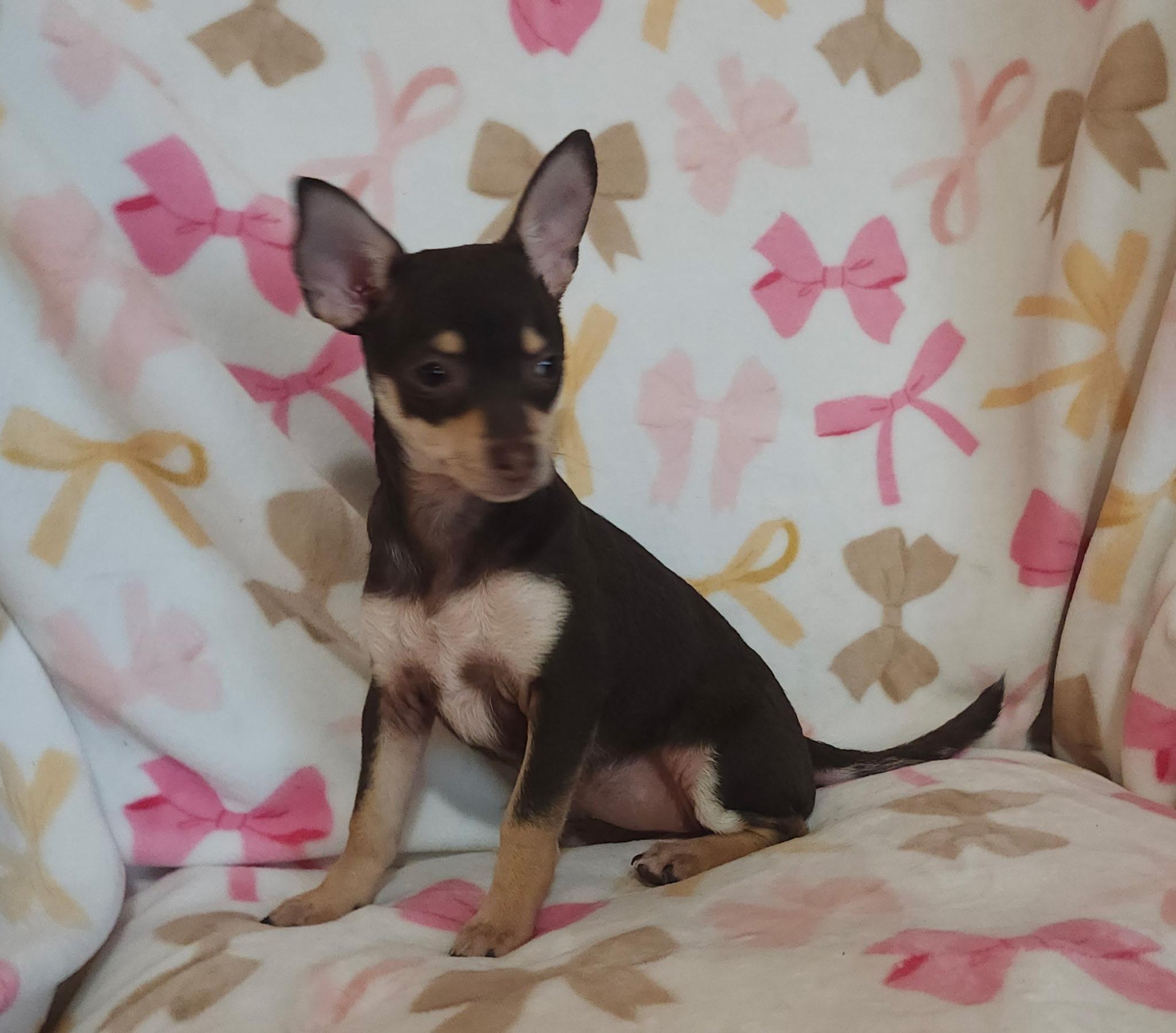 Savoy, an adopted mixed breed in Houston, TX image 2/4
