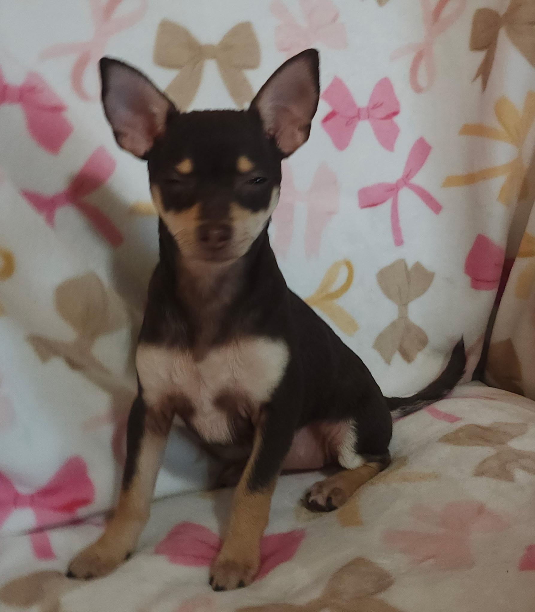 Savoy, an adopted mixed breed in Houston, TX image 3/4