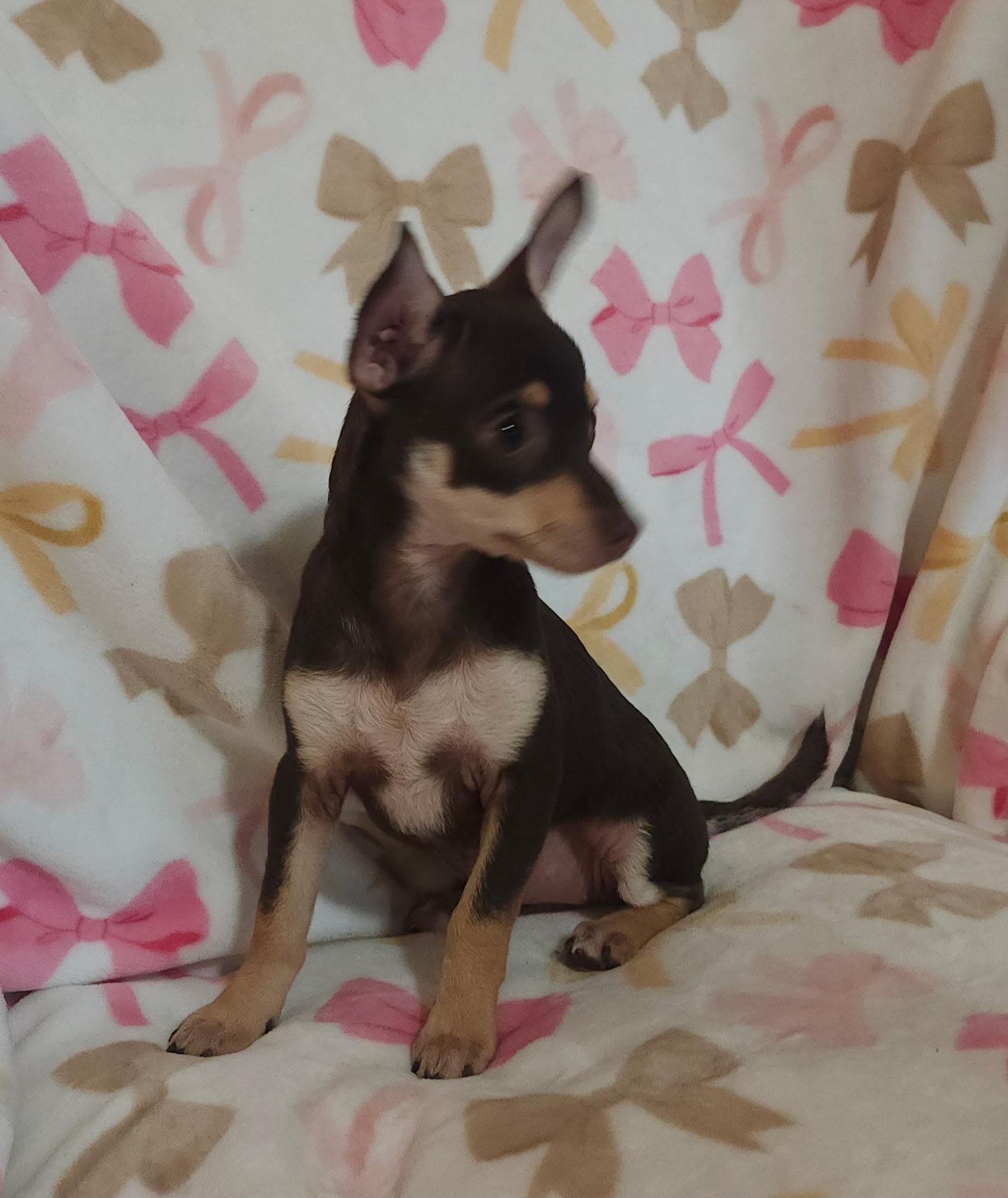 Savoy, an adopted mixed breed in Houston, TX image 4/4
