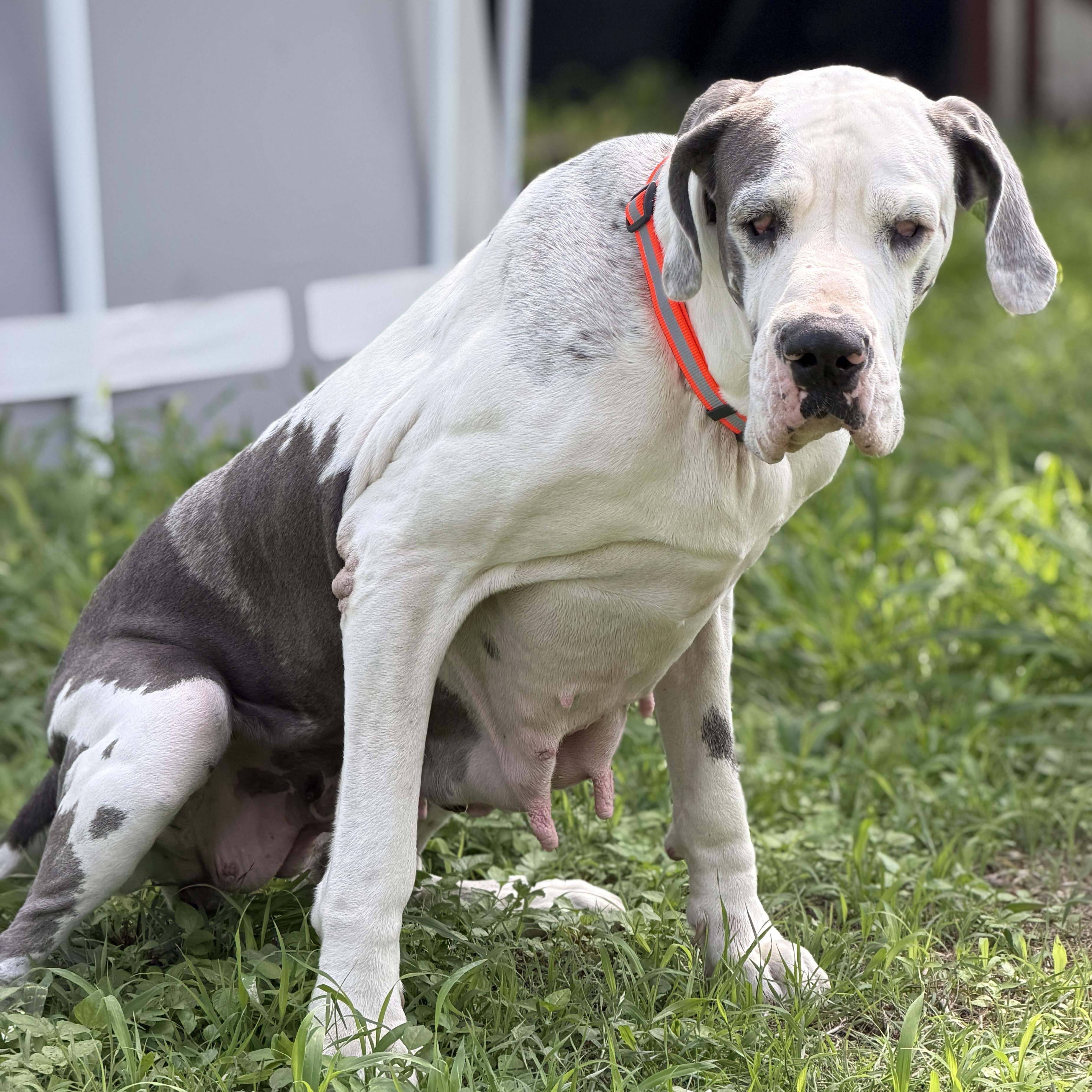 Lea, a Adoptable Great Dane in Seattle, WA image 4/6