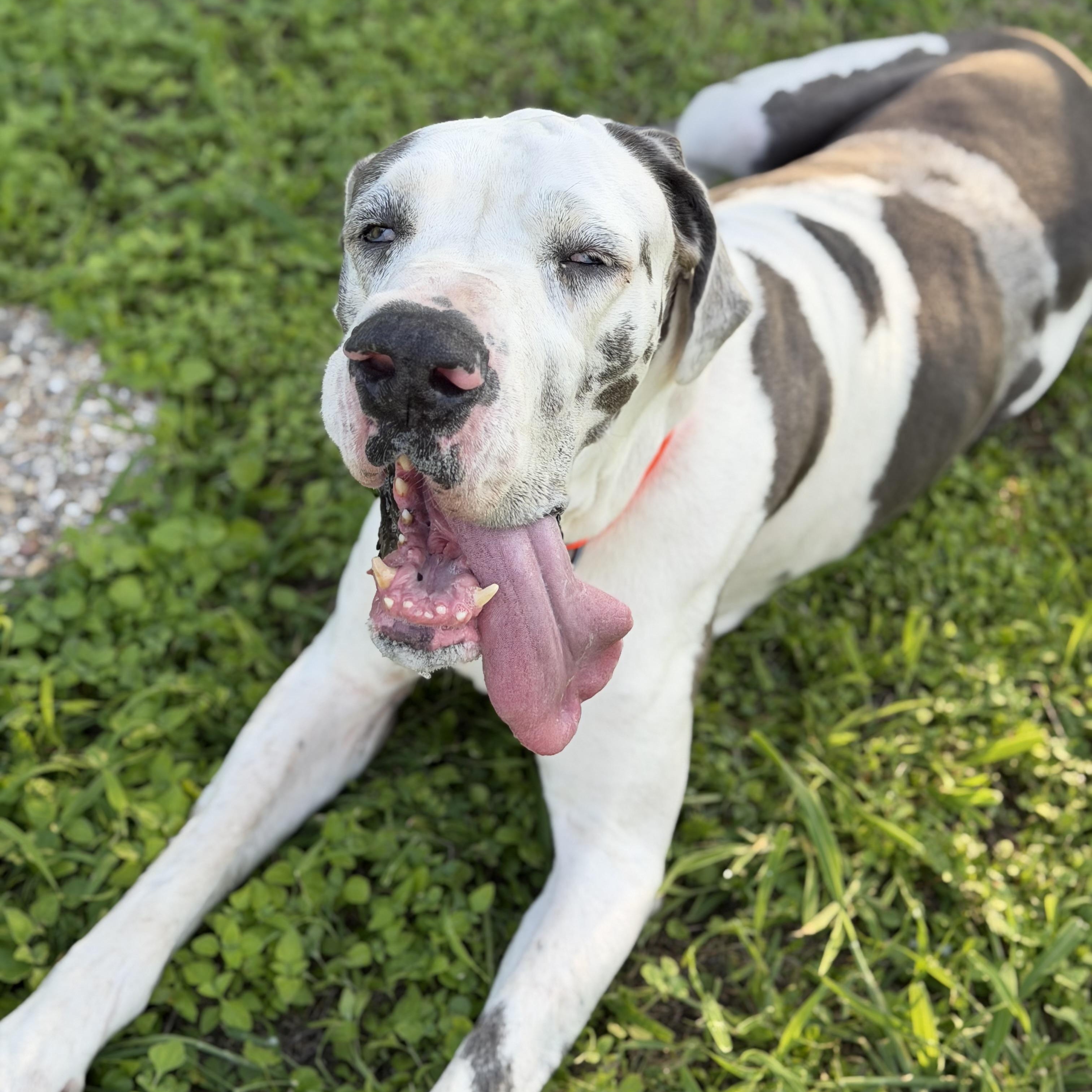 Lea, a Adoptable Great Dane in Seattle, WA image 3/6
