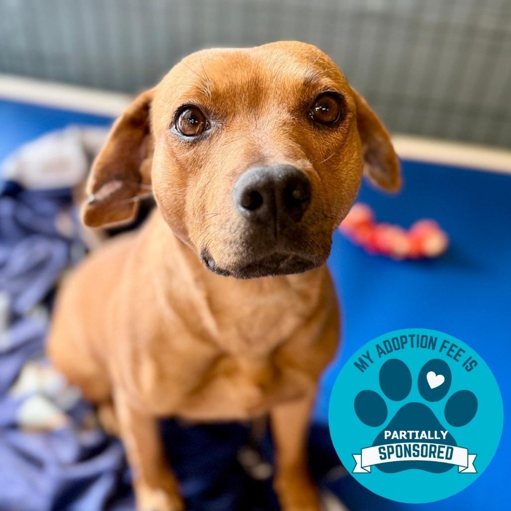 Rizzoli, Adoptable, Adult Female Mixed Breed.