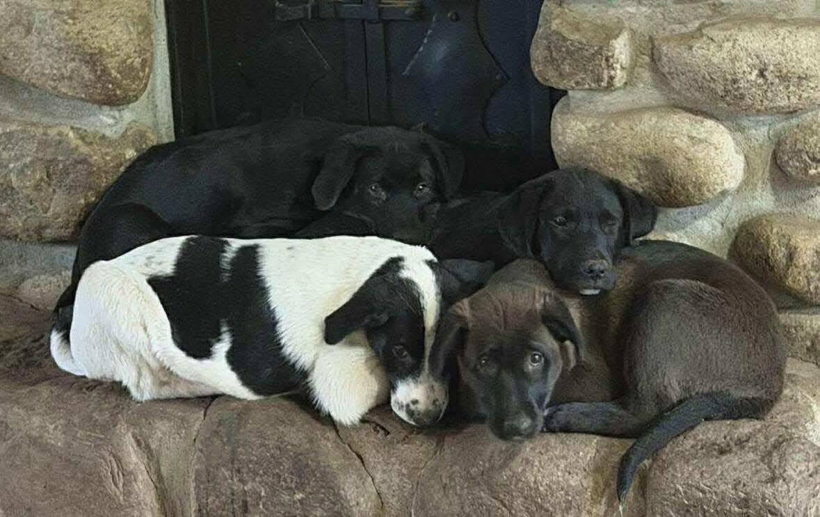 Enlarge Domino, a Adopted mixed breed in STE-MARGUERITE-DU-LAC-MASSON, QC image 1/2