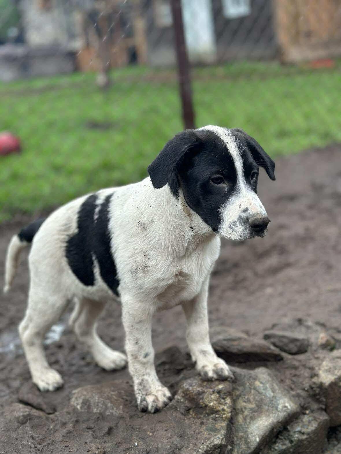 Enlarge Domino, a Adopted mixed breed in STE-MARGUERITE-DU-LAC-MASSON, QC image 2/2