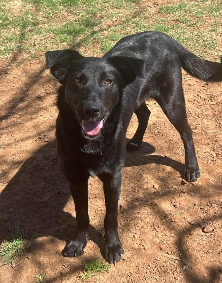 Dorcas, Adoptable, Puppy Female Labrador Retriever.