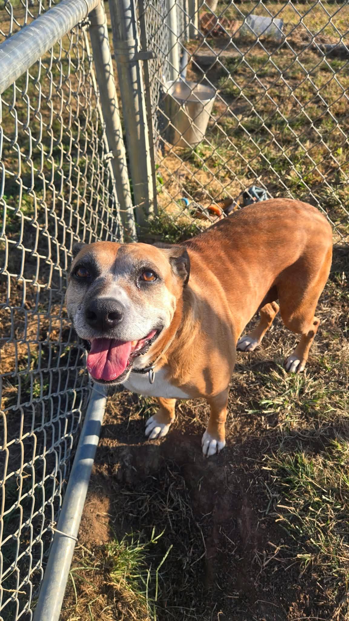 Enlarge Daisy, a Adoptable mixed breed in Windsor, MO image 3/6