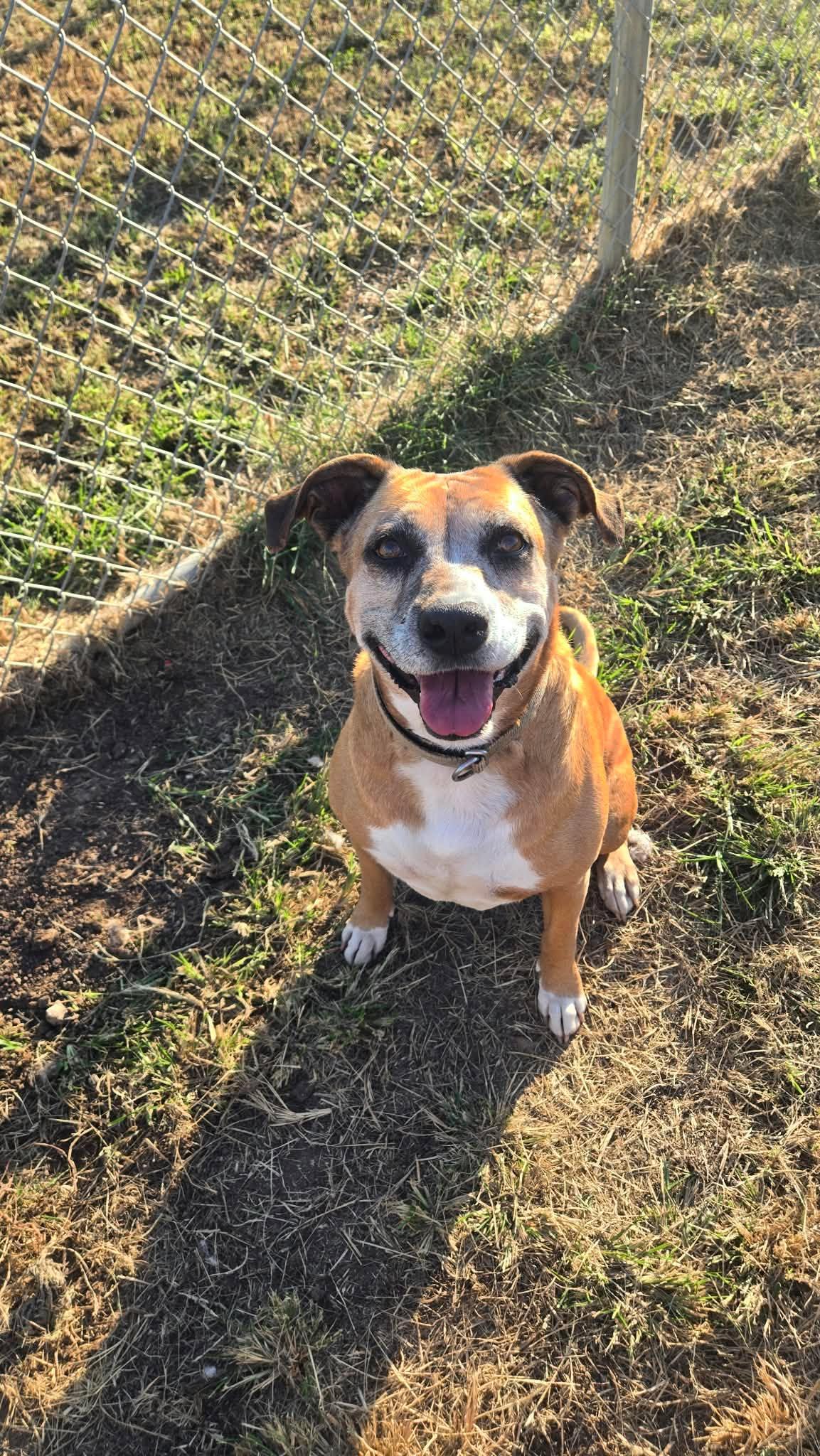 Daisy, Adoptable, Senior Female Mixed Breed.