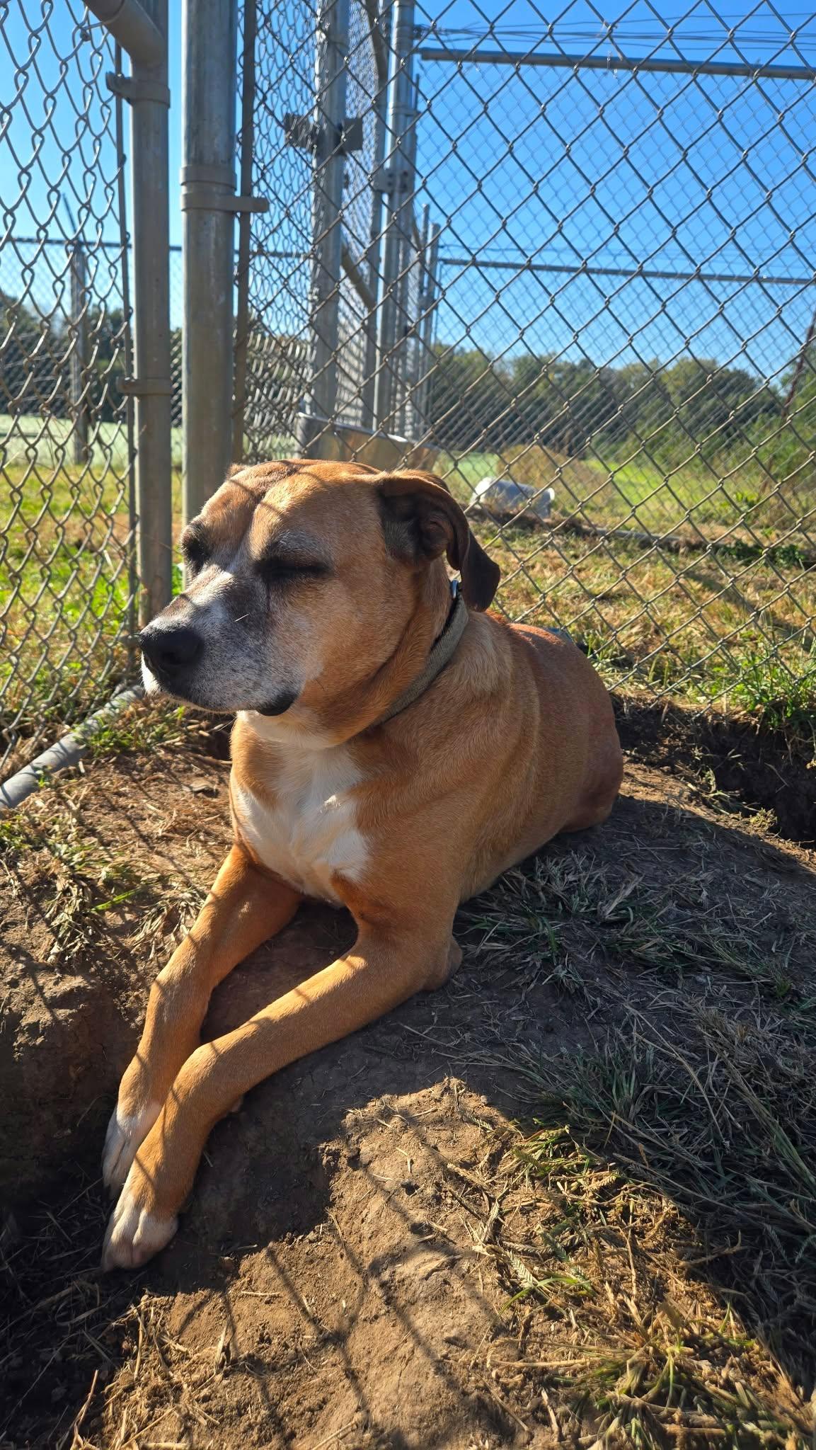 Enlarge Daisy, a Adoptable mixed breed in Windsor, MO image 2/6