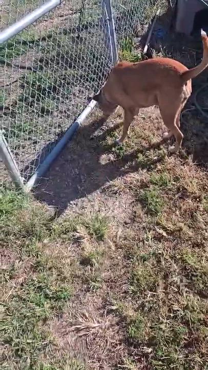 Enlarge Daisy, a Adoptable mixed breed in Windsor, MO video 5/6