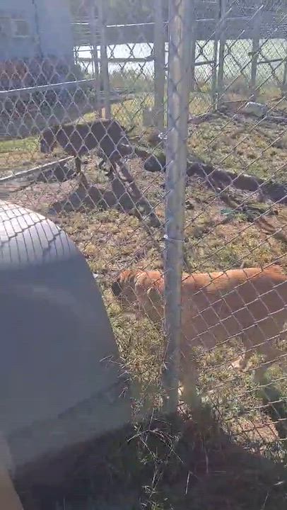 Enlarge Daisy, a Adoptable mixed breed in Windsor, MO video 6/6