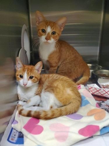 Biscuit, Adoptable, Young Male Domestic Short Hair.