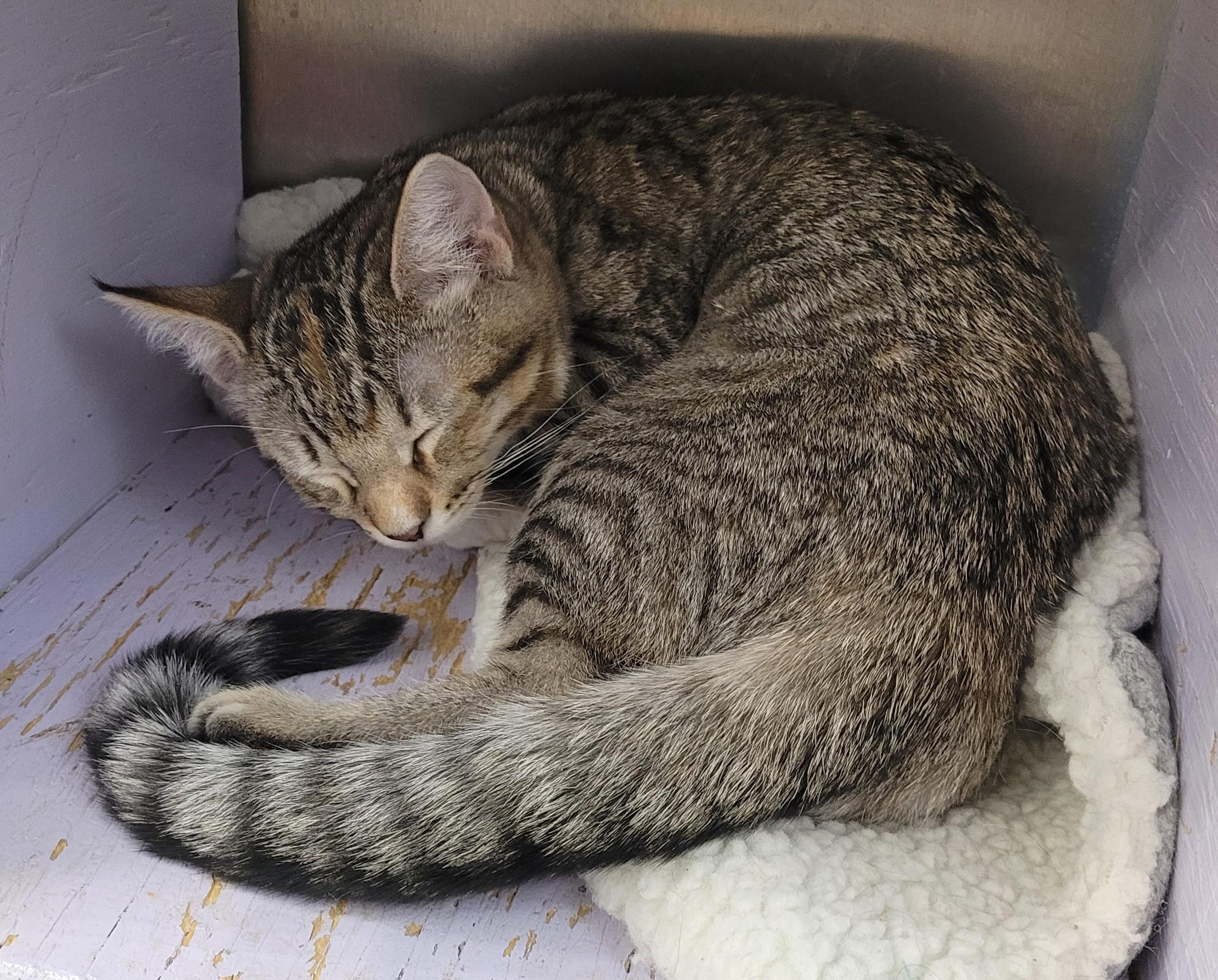 Jagger, adopted, Kitten Male Tabby.