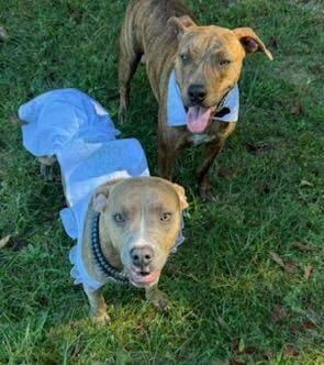 Bentley & Adeline - Foster or Adopter (Bonded Pair), a Adoptable Mixed Breed in Waukee, IA image 3/6