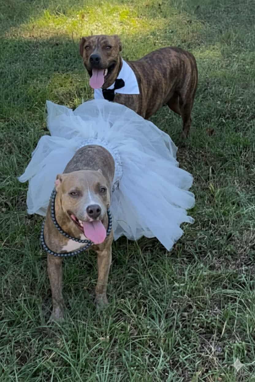 Bentley & Adeline - Foster or Adopter (Bonded Pair), a Adoptable Mixed Breed in Waukee, IA image 6/6
