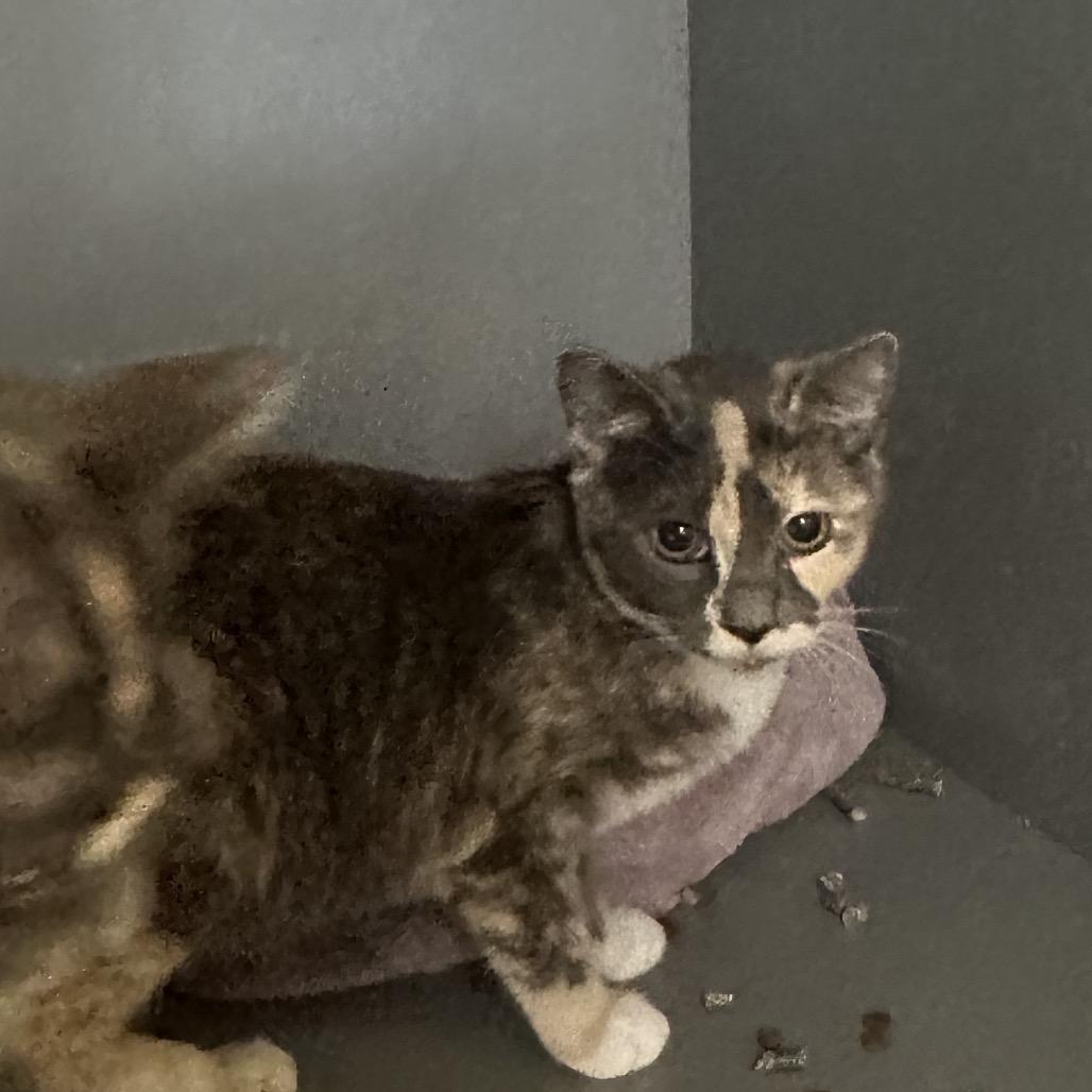 Joplin, Adoptable, Young Female American Shorthair.