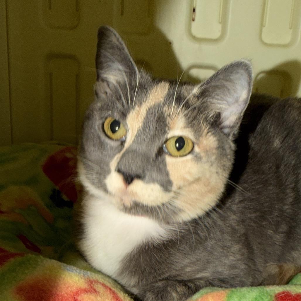 Joplin, a Adoptable American Shorthair in Newberg, OR image 2/2