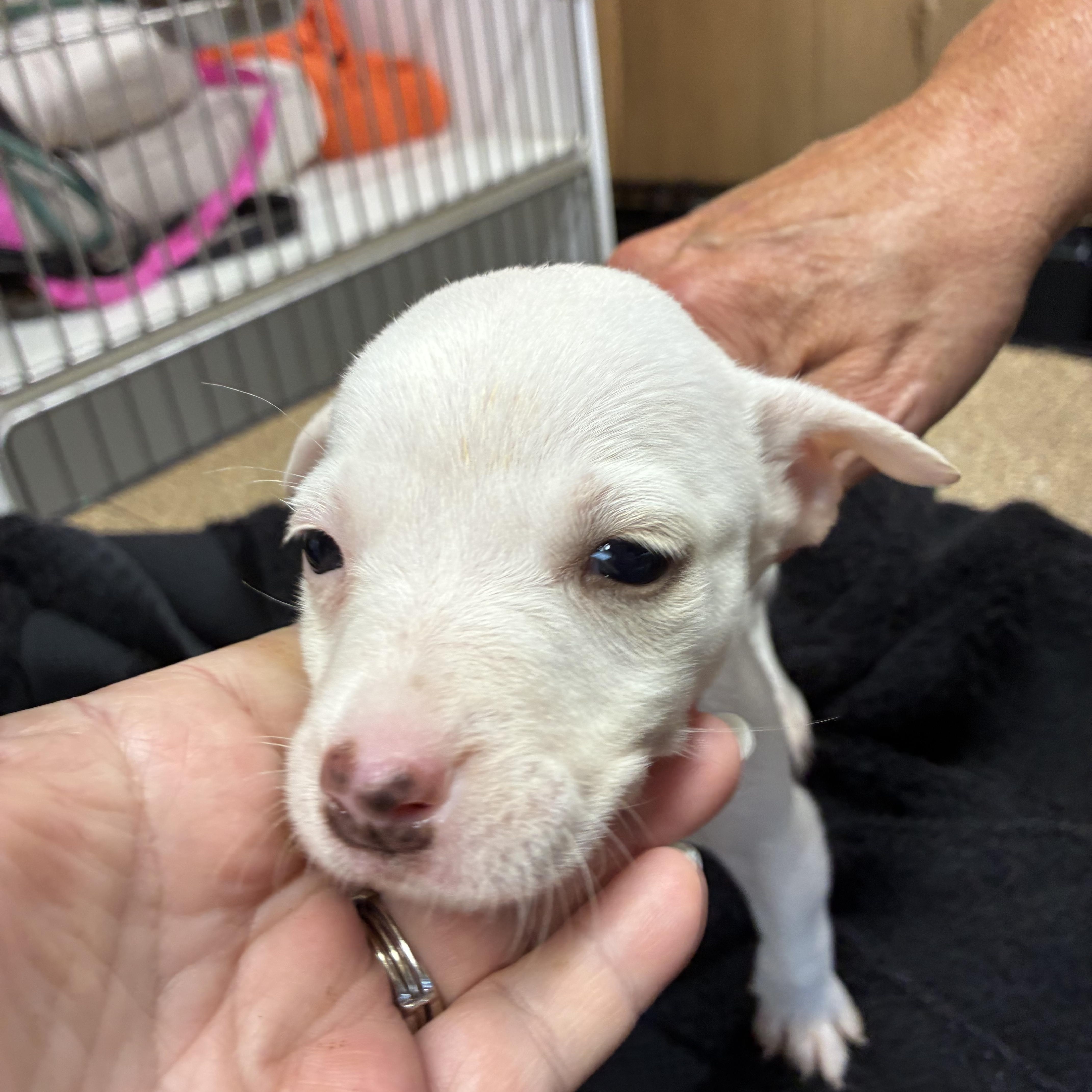 Sugar, a ADOPTABLE mixed breed in Woodruff, SC image 4/6