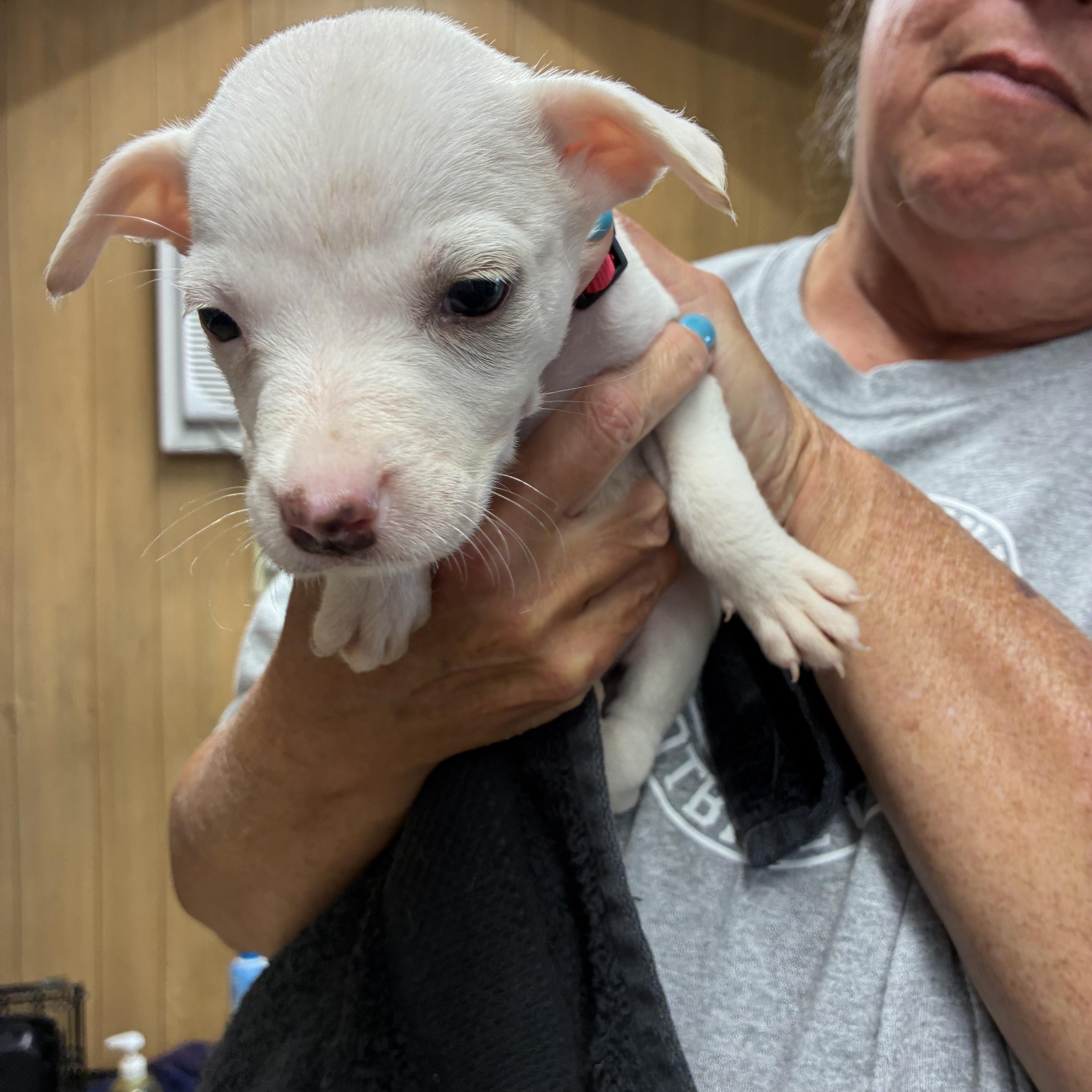 Sugar, a ADOPTABLE mixed breed in Woodruff, SC image 3/6